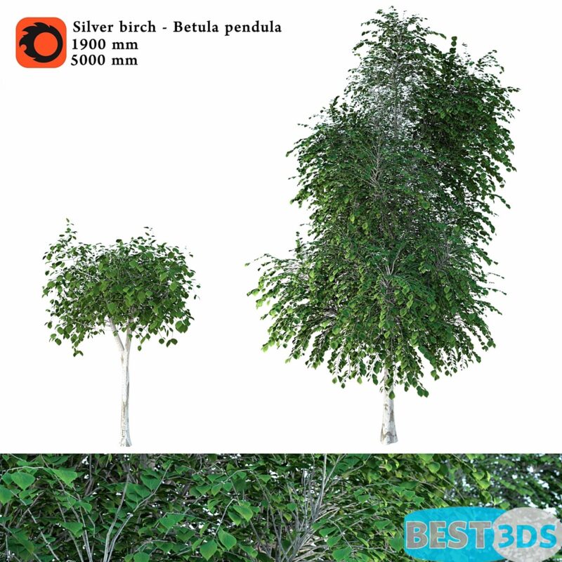 Bouleau blanc (Betula pendula)