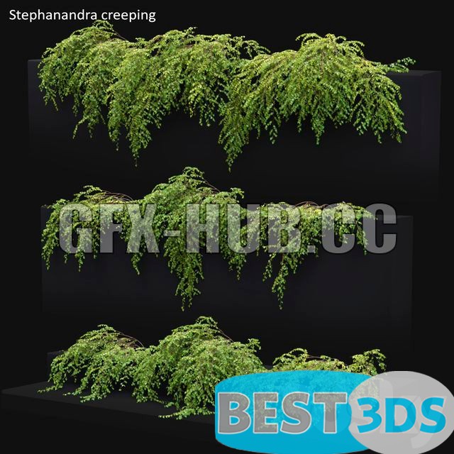 Modèle 3D de Stephanandra 2