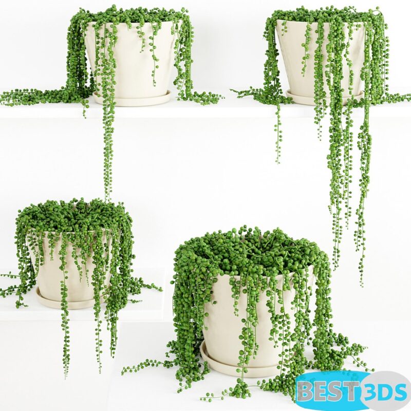 Modèle 3D de String Of Pearls Plant 3