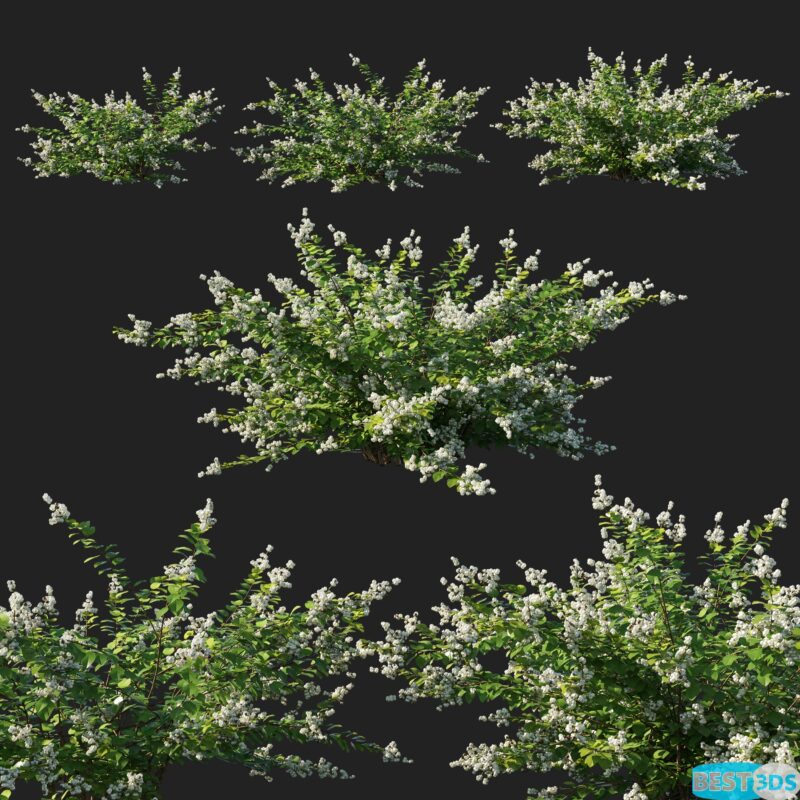 Modèle 3D de Symphorine à baies blanches