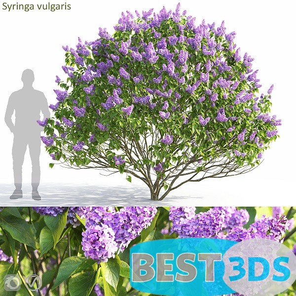 Pack model 3D- Buisson – Image 11