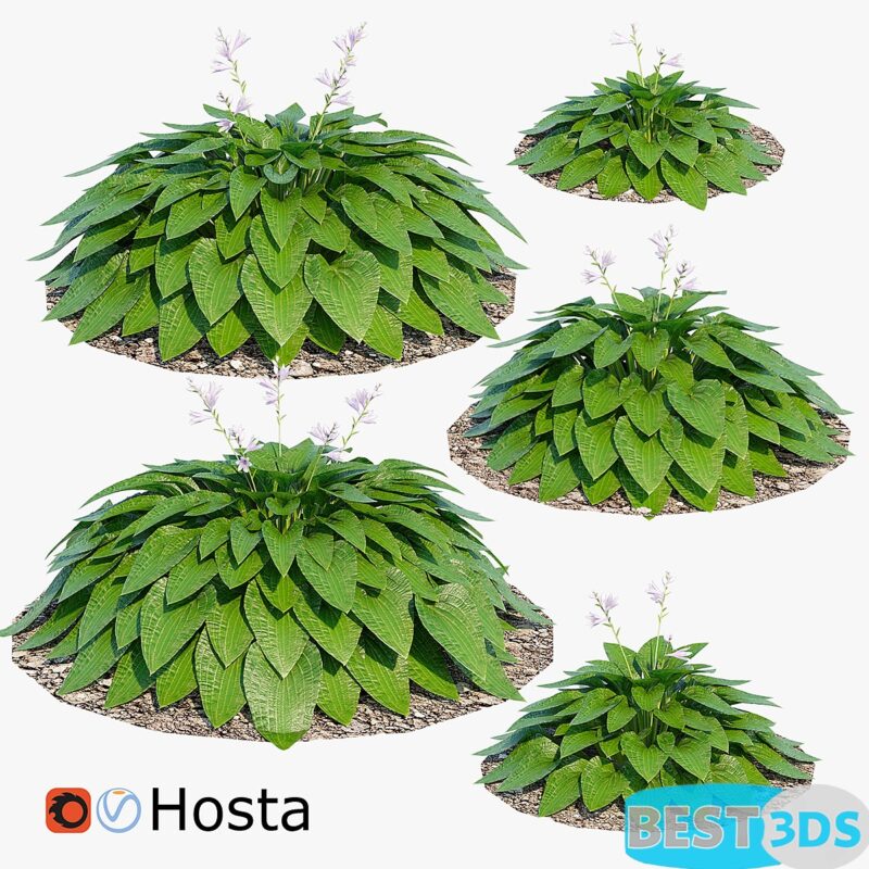 Modèle 3D d'Hosta (set de 5 plantes)