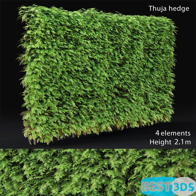 Modèle 3D de Thuja hedge