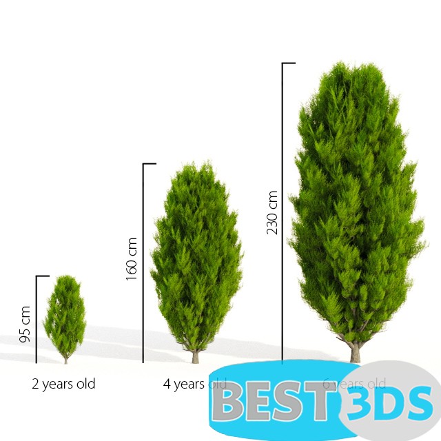 Pack model 3D- Buisson – Image 7