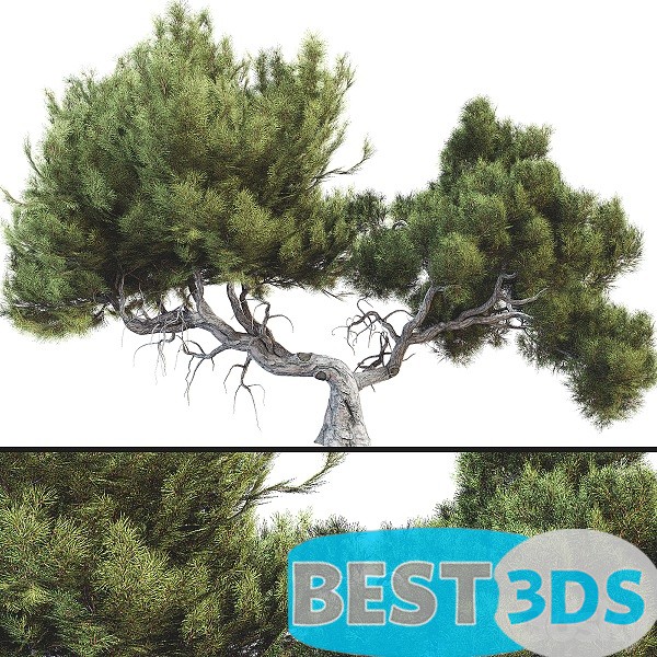 Arbre 007