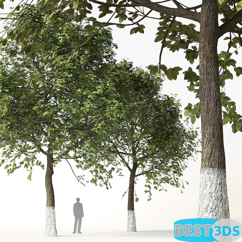 Arbres 2