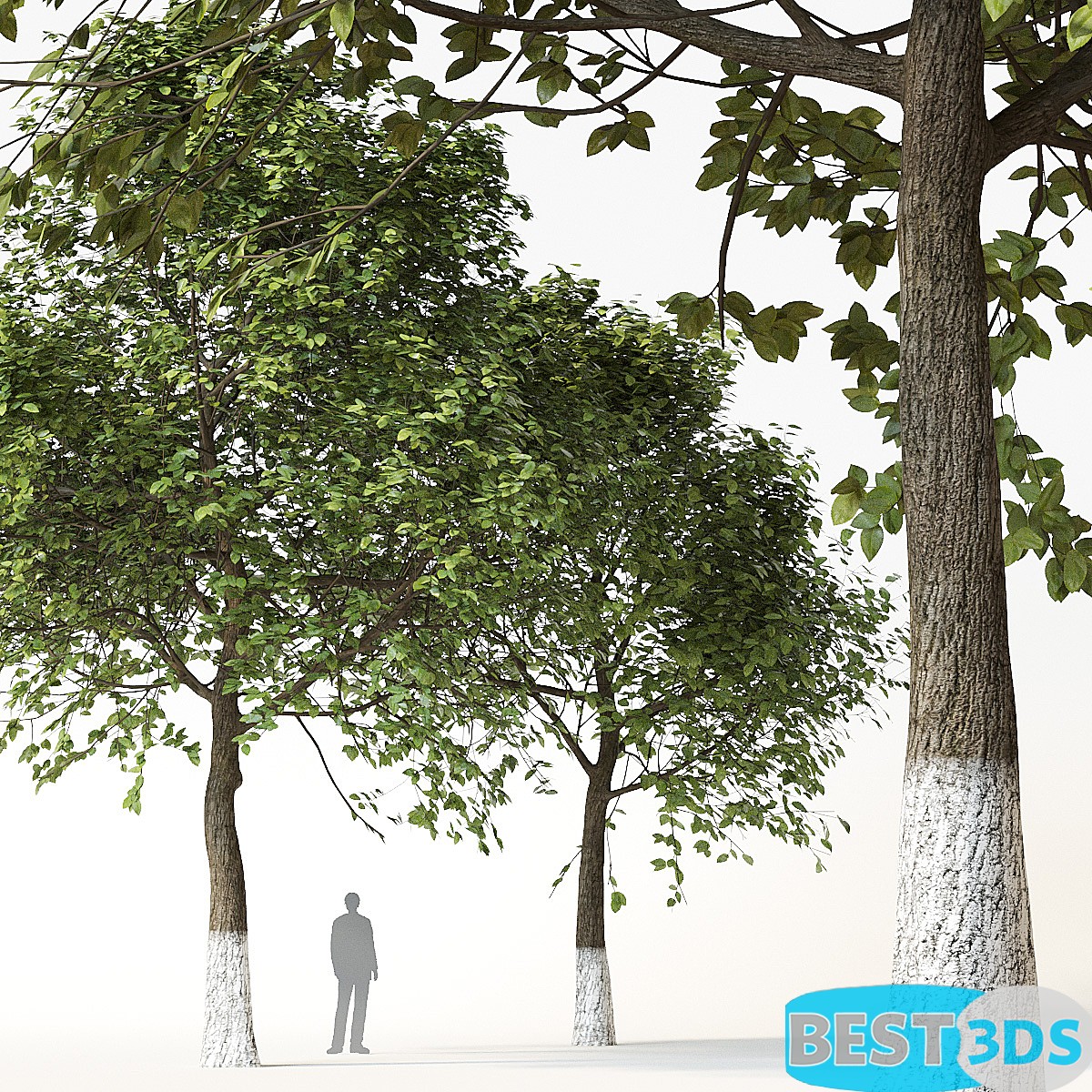 Arbres 2