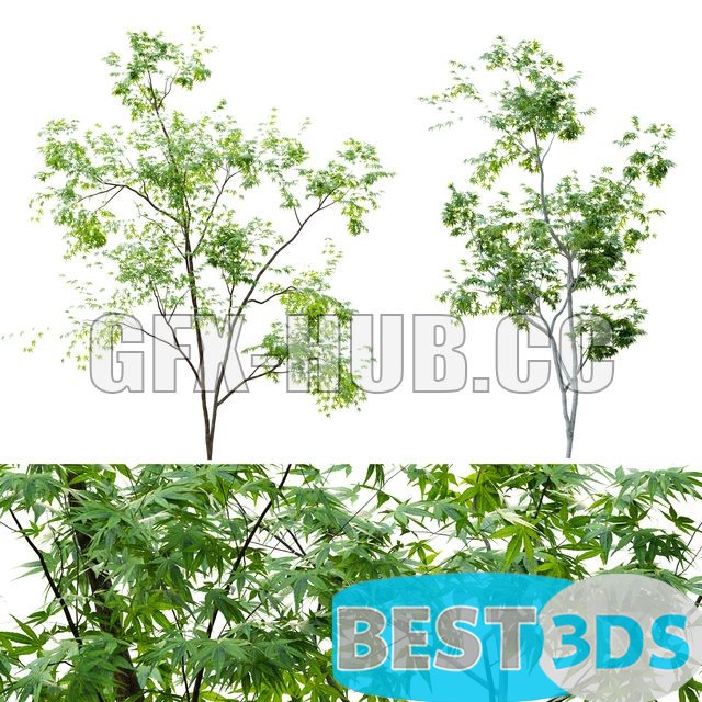 Deux jeunes arbres verts