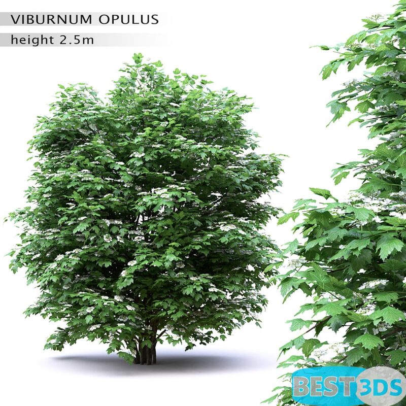 Modèle 3D de Viorne en fleurs