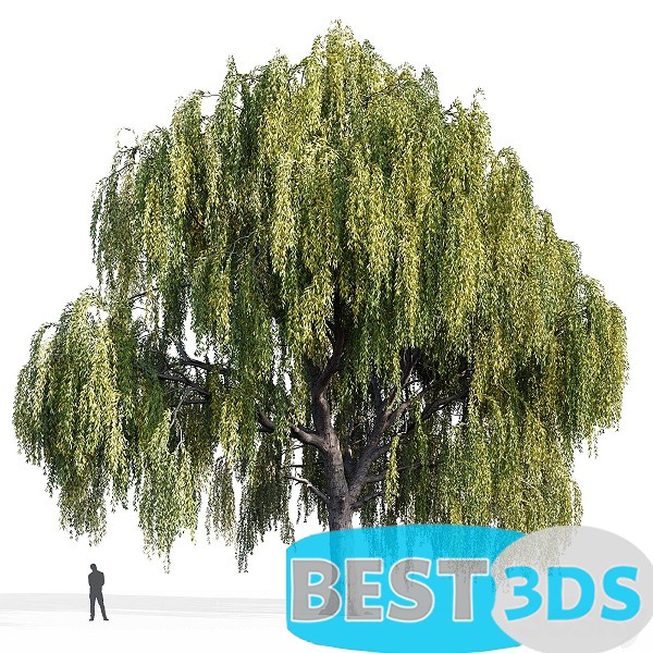 Saule (Salix) 1