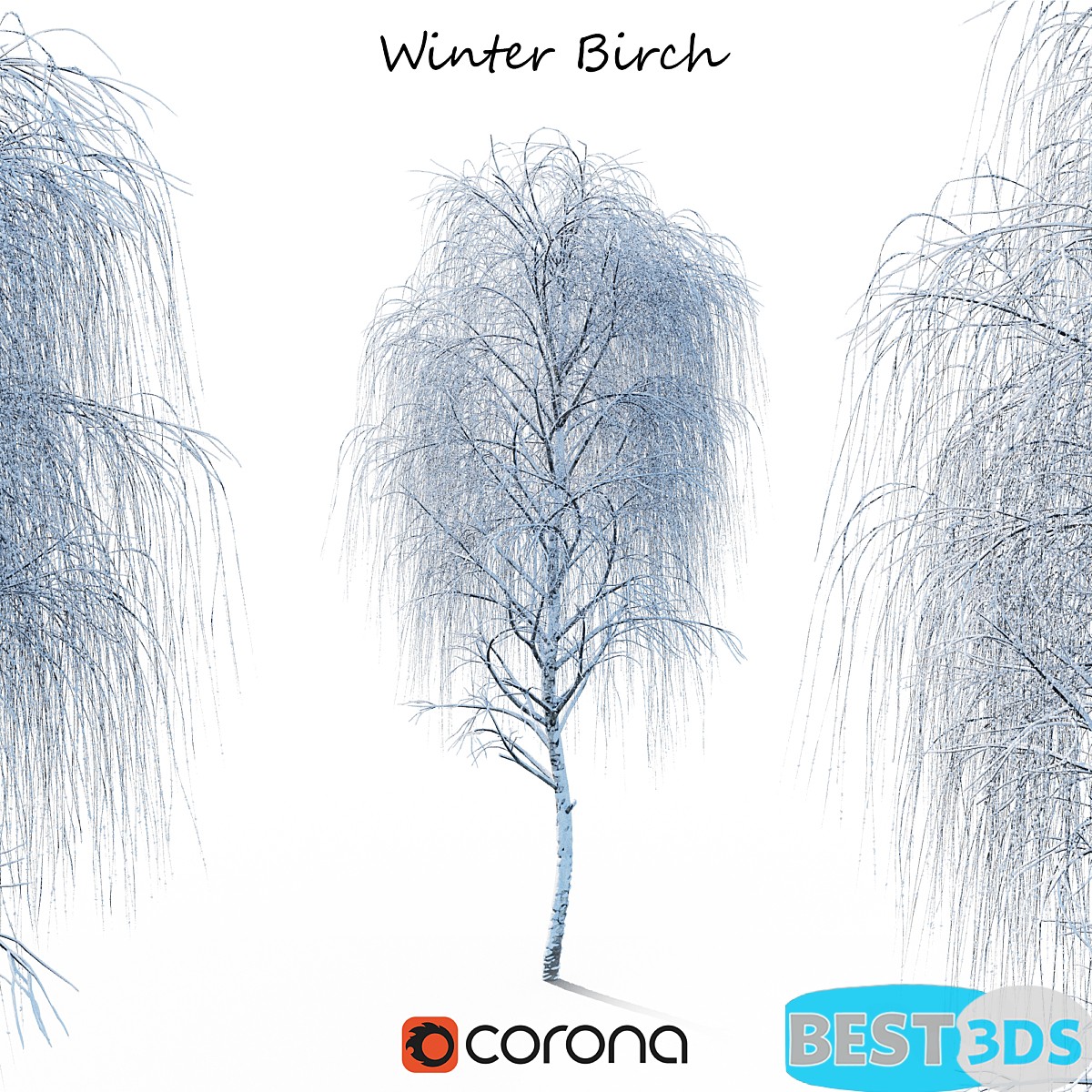 Bouleau en hiver