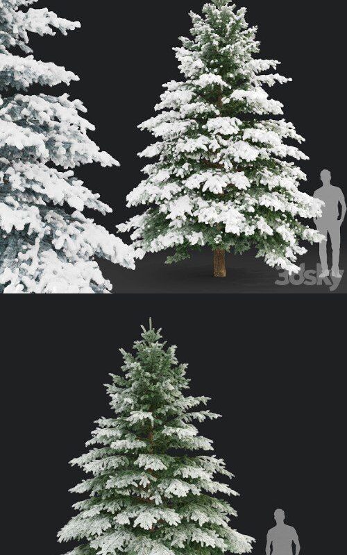 Épicéa d’hiver