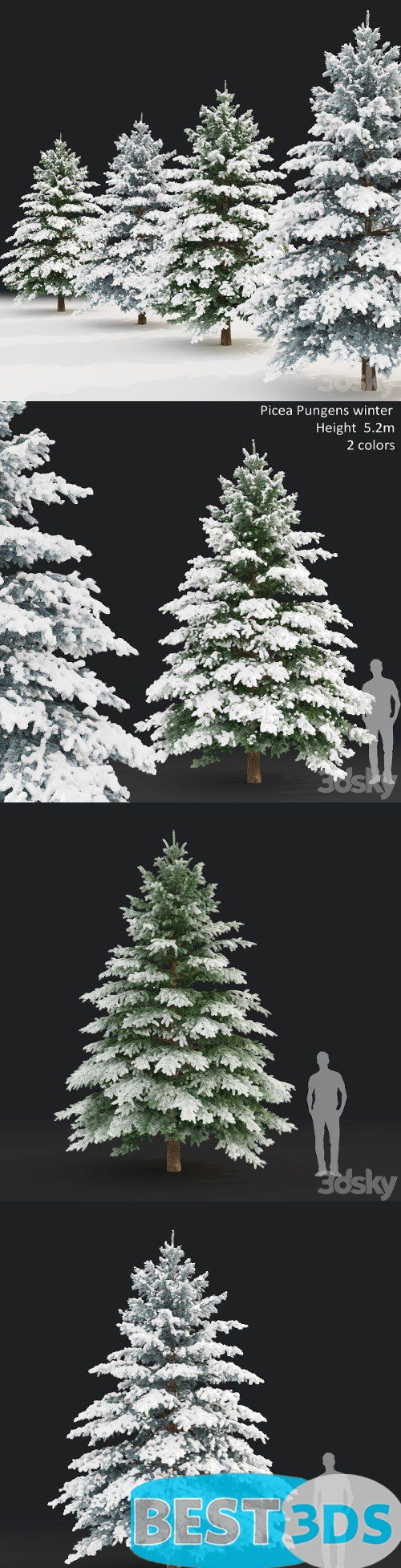 Épicéa d’hiver