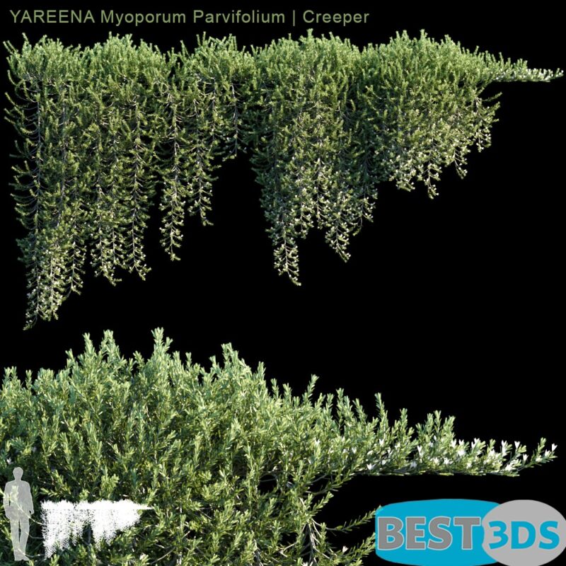 Modèle 3D de YARENA Ampelopsis Periculum (Creeper)