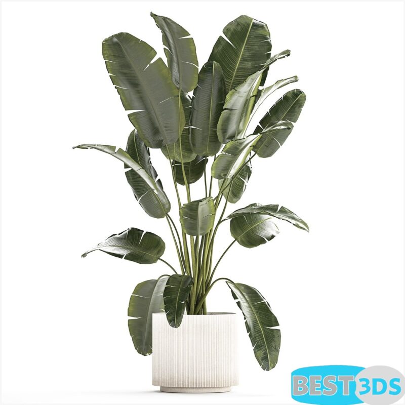 Modèle 3D de A beautiful interior plant in a modern flowerpot 1242