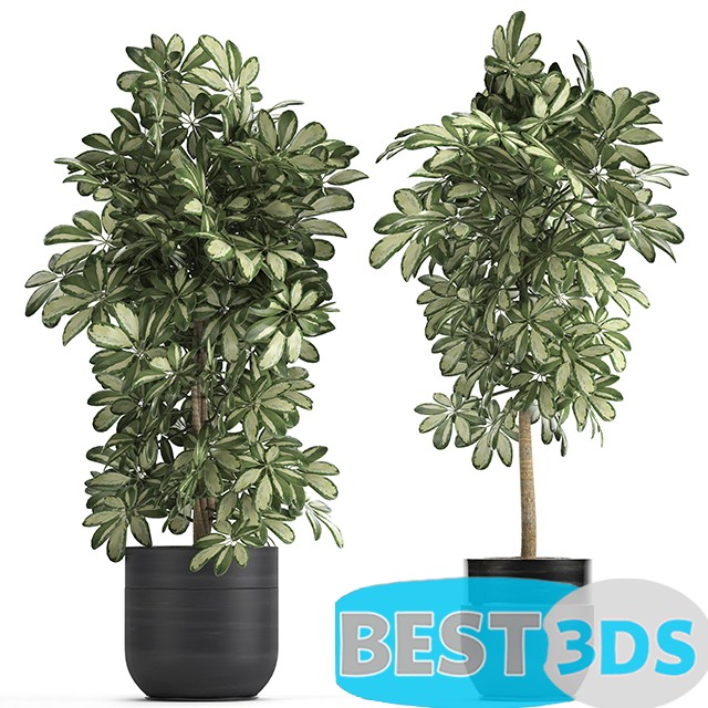 Modèle 3D de A collection of beautiful little plants in black Scheffler pots