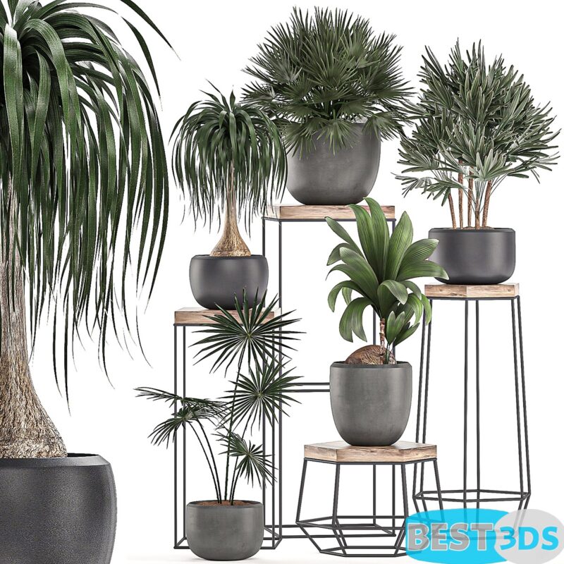 Modèle 3D de A collection of small plants in pots on stand tables Set 525