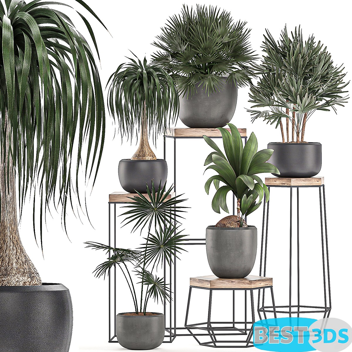 Modèle 3D de A collection of small plants in pots on stand tables Set 525