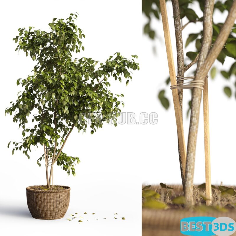 Modèle 3D de Benjamin plant in a pot