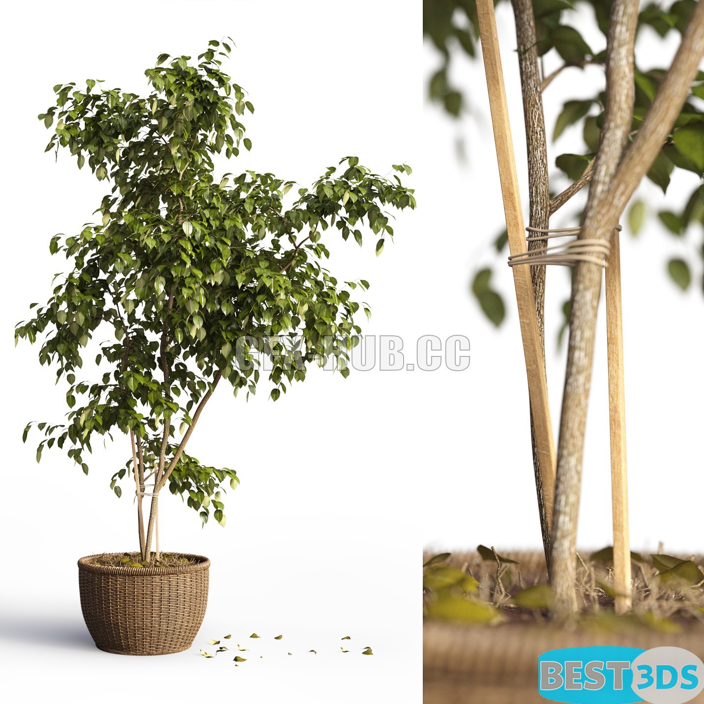 Modèle 3D de Benjamin plant in a pot