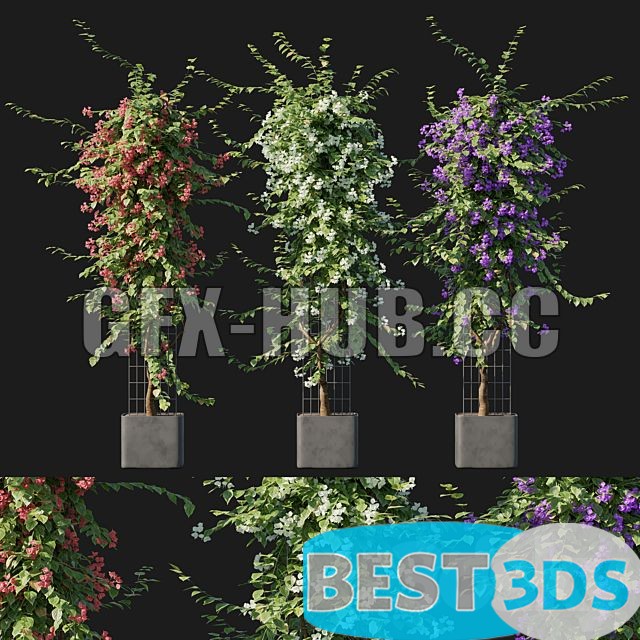 Modèle 3D de Bougainvillea 09