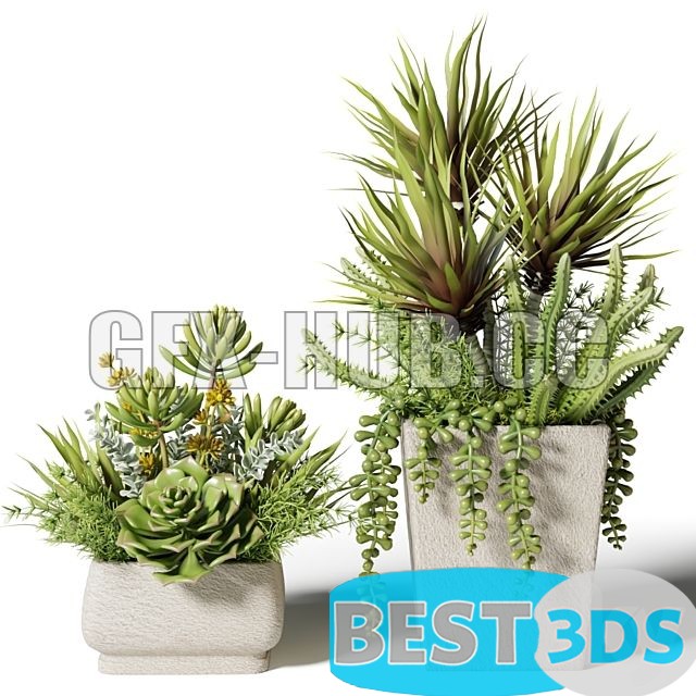 Modèle 3D de Bouquets of Succulents in Square Pots
