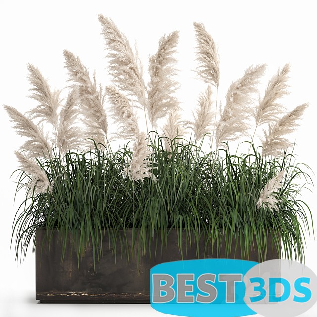 Modèle 3D de Bush white pampas grass in a street rusty metal pot 1033