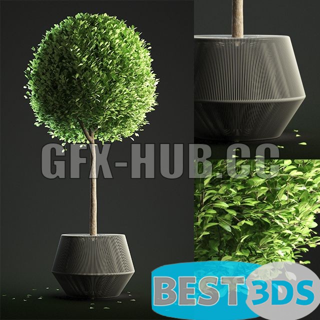 Modèle 3D de Buxus Sempervirens in Pot