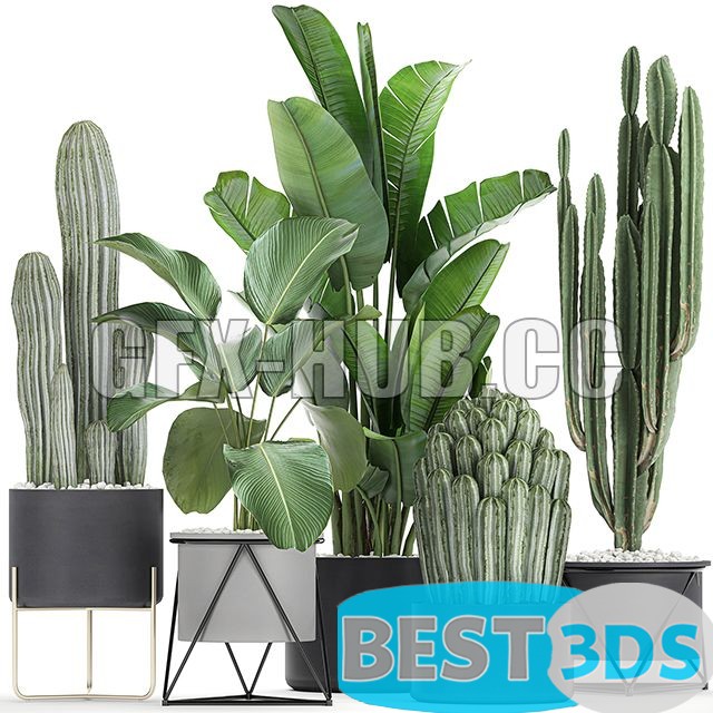 Modèle 3D de Cacti and Strelitzia in a Pot 747