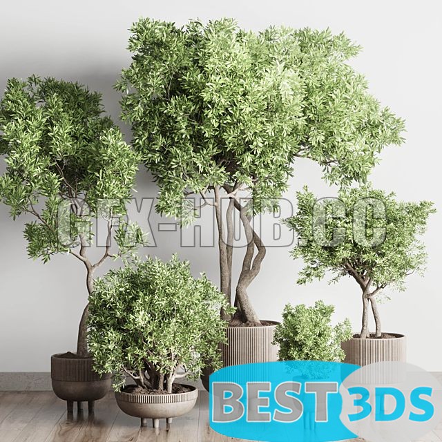 Modèle 3D de Collection Indoor Outdoor Plant 118 7