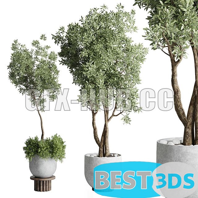 Modèle 3D de Collection Outdoor Indoor Plant 52 0