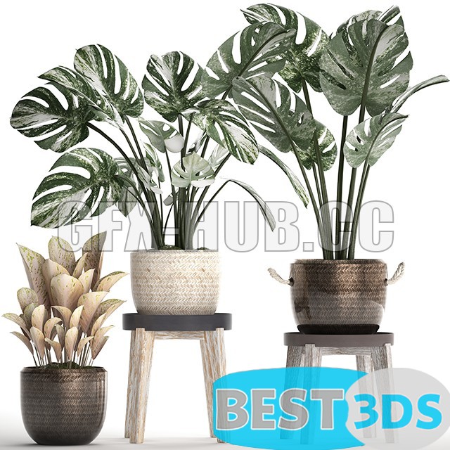 Modèle 3D de Collection of Plants 450 (Monstera)