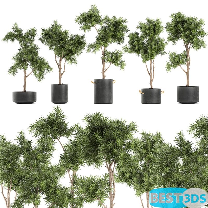 Modèle 3D de Collection of decorative small trees in black pots topiary Set 751