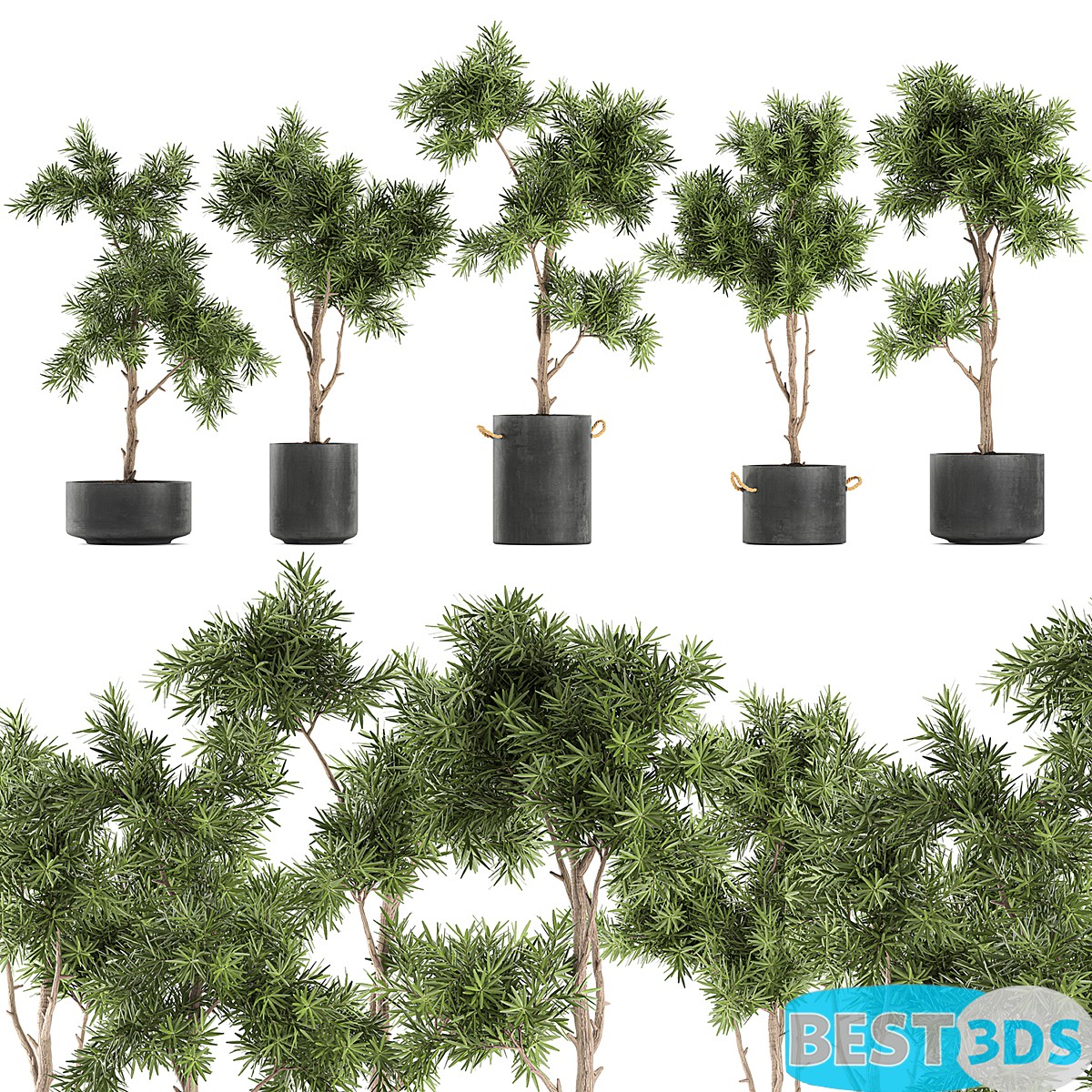 Modèle 3D de Collection of decorative small trees in black pots topiary Set 751