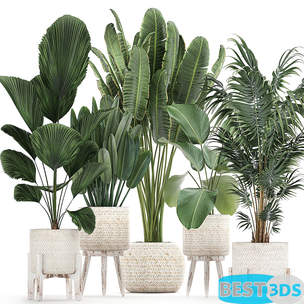 MModèle 3D de Collection of interior plants in white rattan baskets Set 713