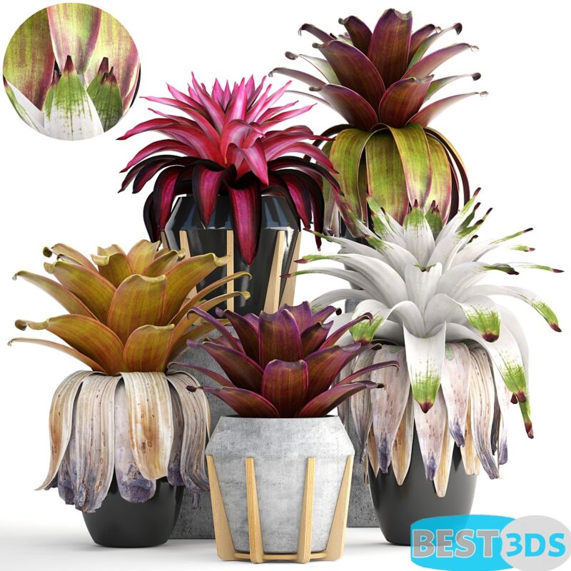 Modèle 3D de Collection of plants 153