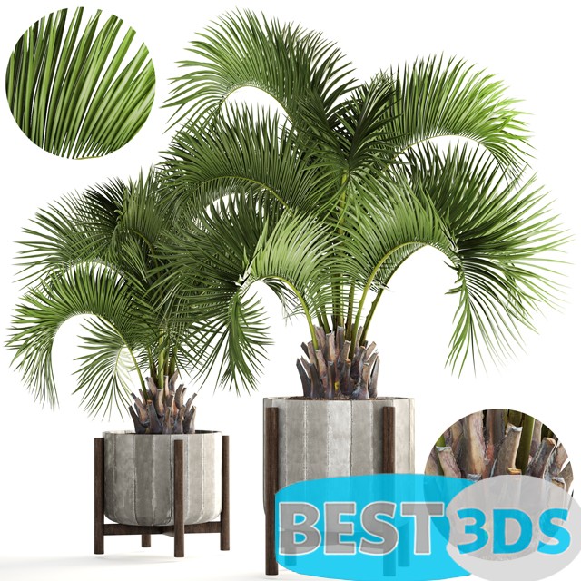 Modèle 3D de Collection of plants 165