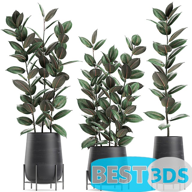 Modèle 3D de Collection of plants 628