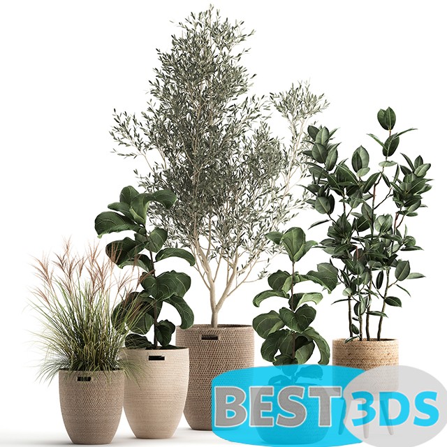 Modèle 3D de Collection of plants in baskets Set 972