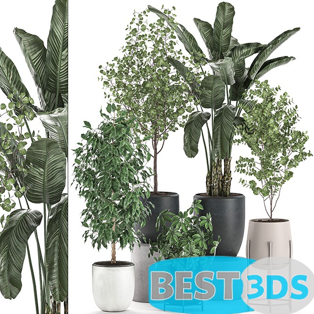Modèle 3D de Collection of potted plants with Benjamin ficus trees Set 556