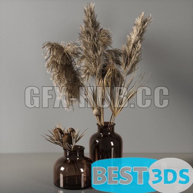 Plantes sèches & pampas