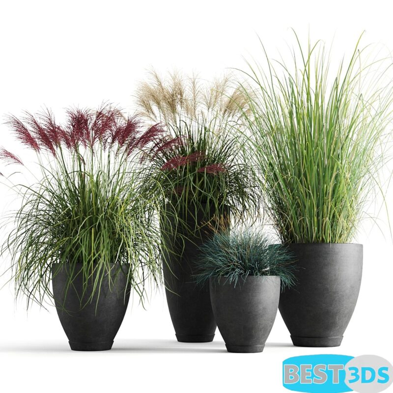 Modèle 3D de Decorative cereals in pots