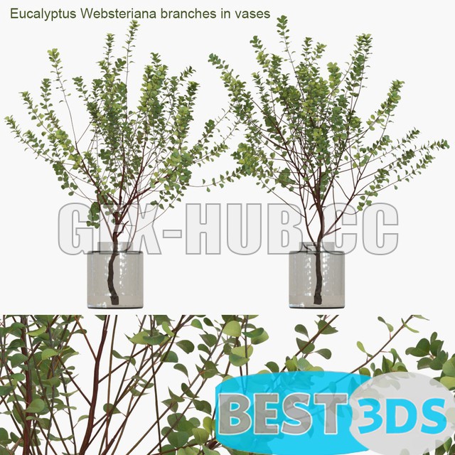Modèle 3D de Eucalyptus Websiteriana branches in vases #1 (two model)