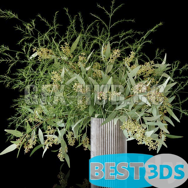Modèle 3D de Eucalyptus