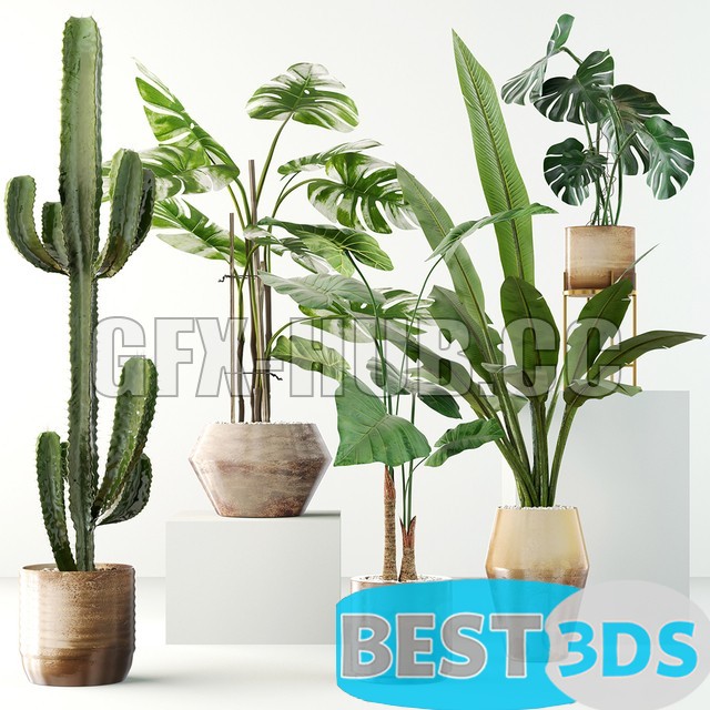 Modèle 3D de Exotic plant collection 04