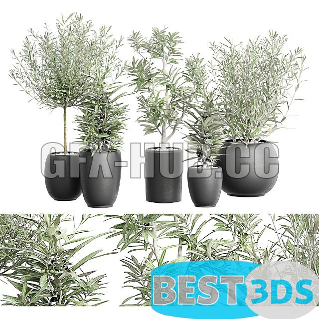 Modèle 3D de FLOWER PACK 121