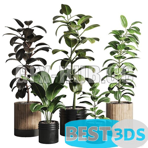 Modèle 3D de Ficus Rubbery Plant 165 0