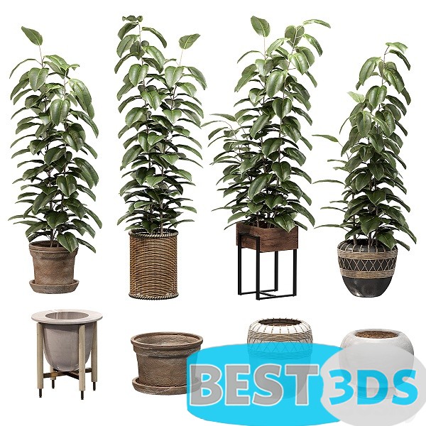 Modèle 3D de Ficuses in pots