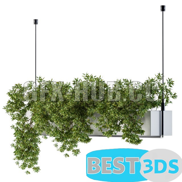Modèle 3D de Hanging box with ampelous plants