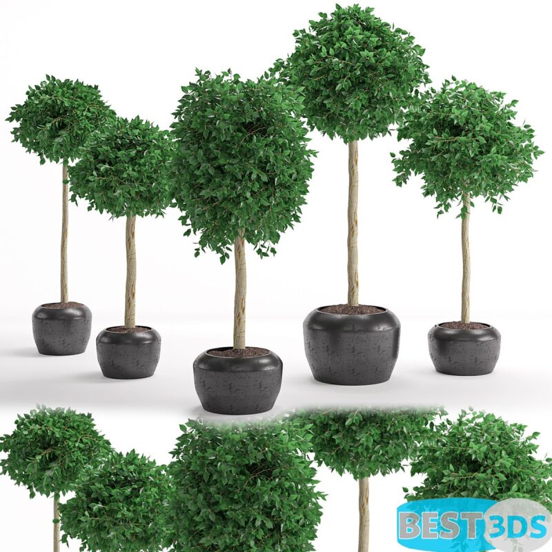 Modèle 3D de Houseplant 26